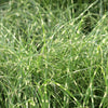 Porcupine Grass