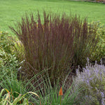 Smoke Signal Little Bluestem Grass