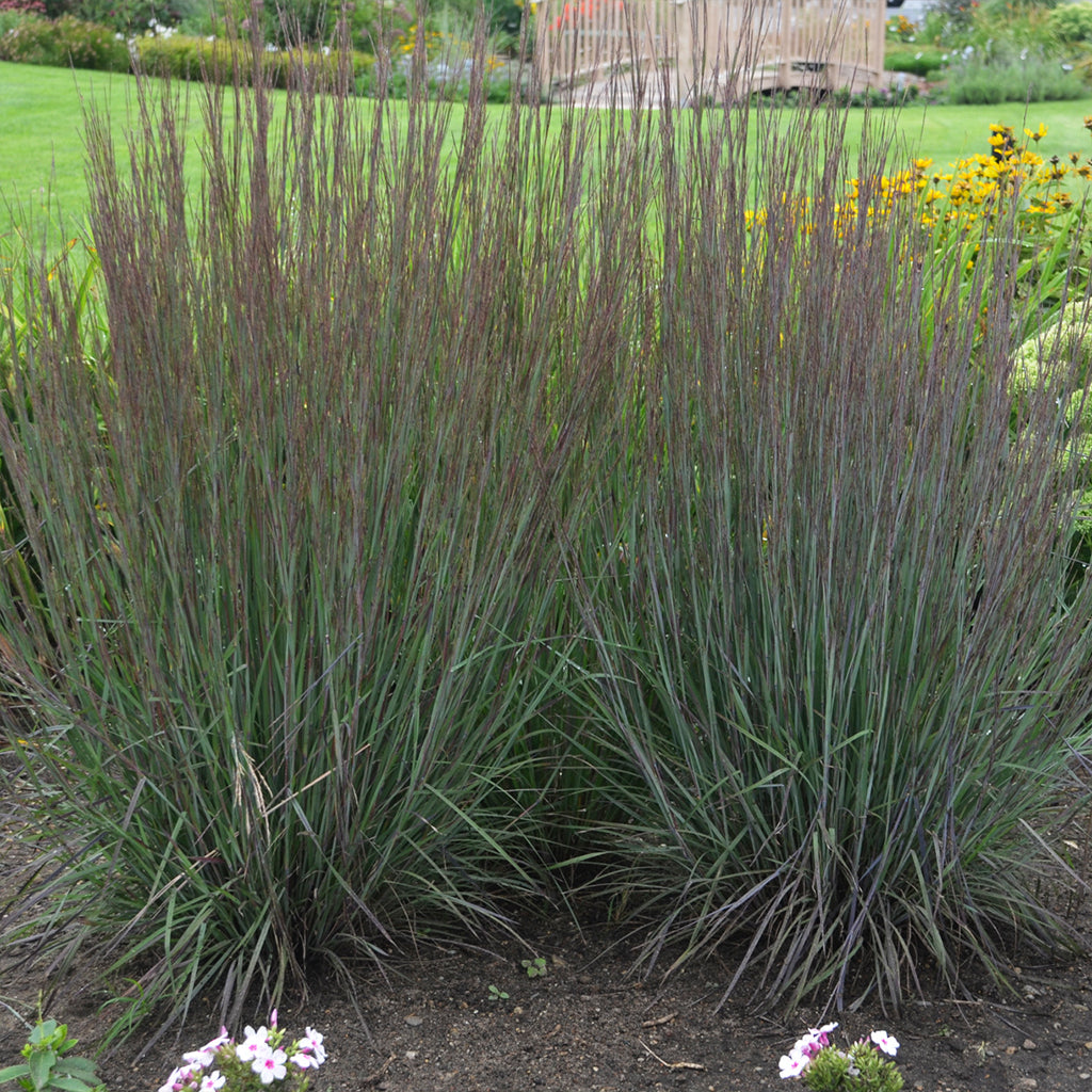 Smoke Signal Little Bluestem Grass