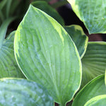 Frances Williams Hosta