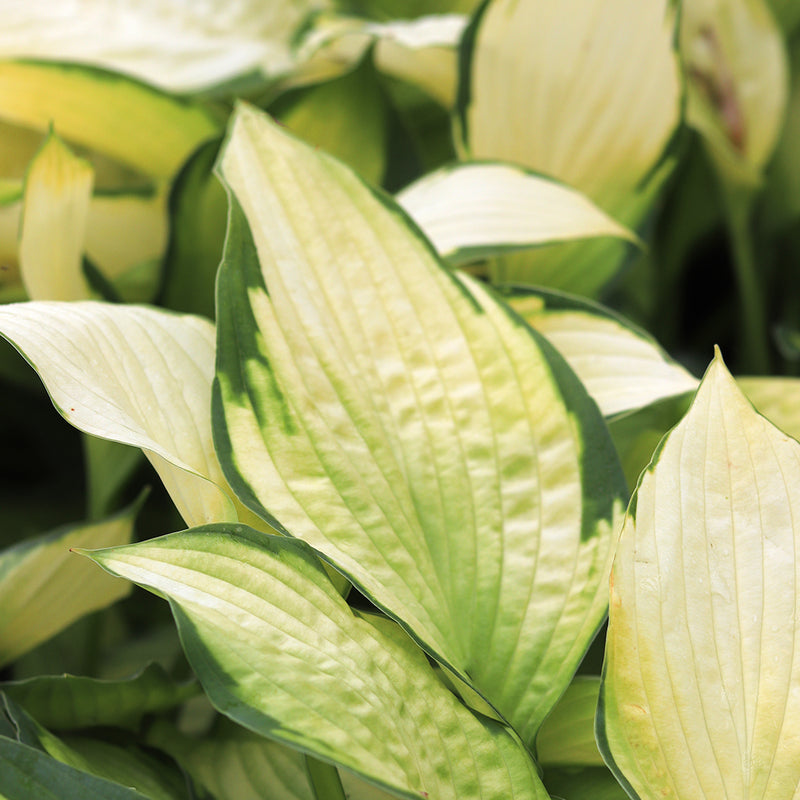 Gold Standard Hosta