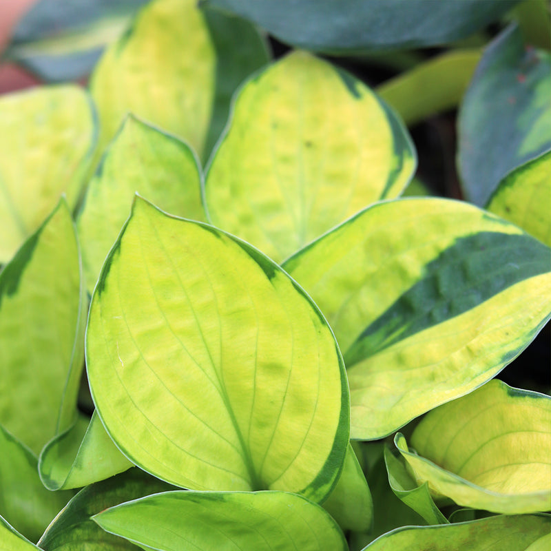 Rainforest Sunrise Hosta
