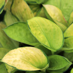 Rainforest Sunrise Hosta
