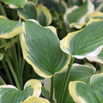 Seducer Hosta