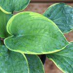 Frances Williams Hosta