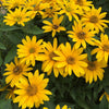 Tuscan Gold False Sunflower