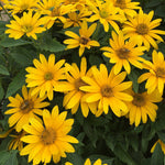 Tuscan Gold False Sunflower