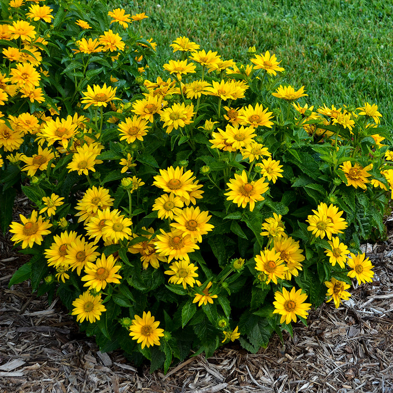 Tuscan Gold False Sunflower