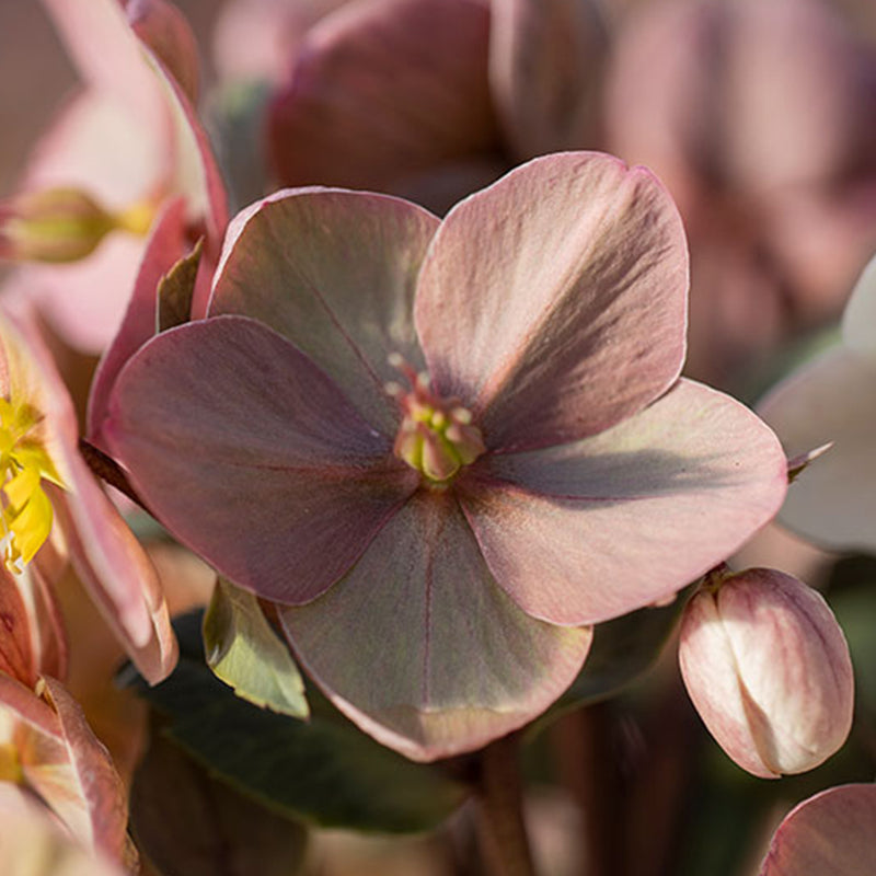 Shooting Star Lenten Rose