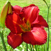 Chicago Apache Daylily