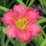 Passionate Returns Daylily