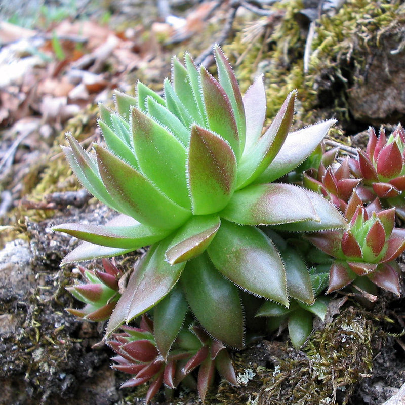Hens and Chicks