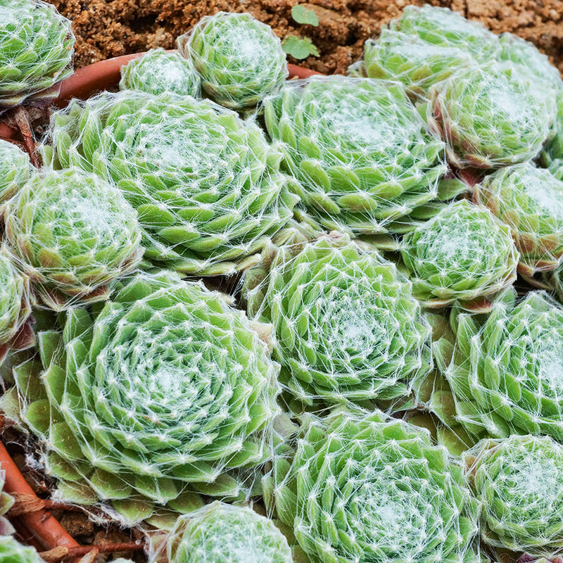 Hens and Chicks