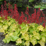 Appletini Coral Bell