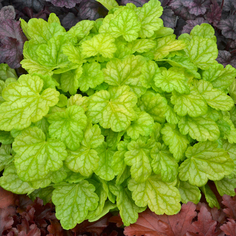 Appletini Coral Bell