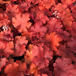 Fire Alarm Coral Bell
