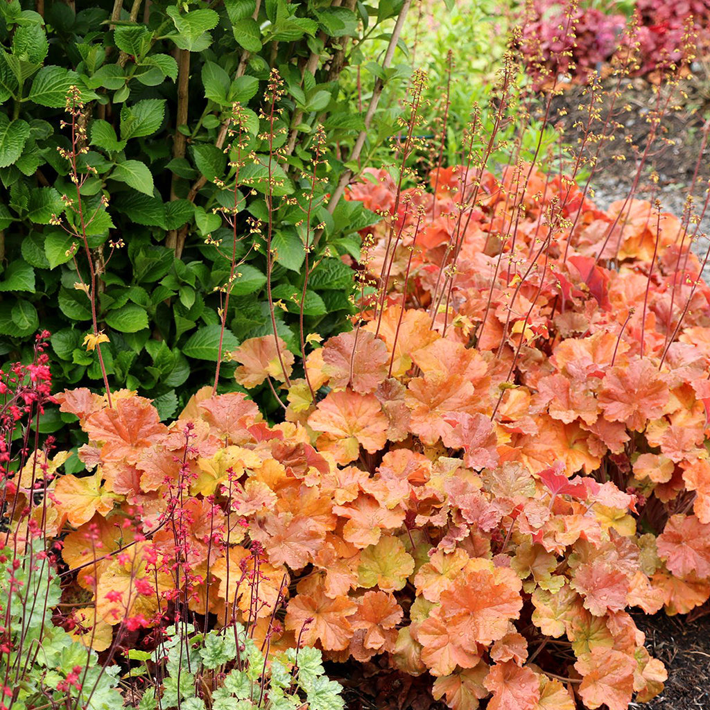 Nothern Exposure Amber Coral Bell