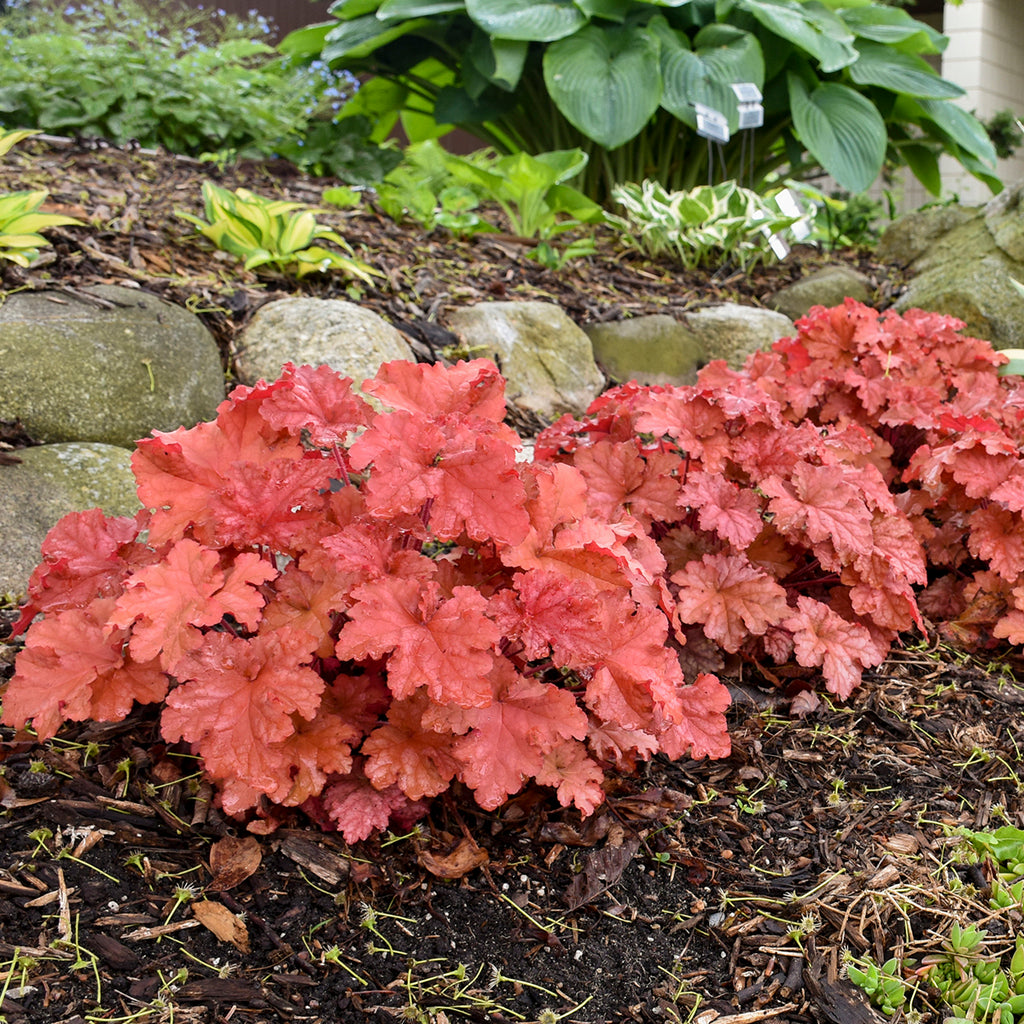 Peachberry Ice Coral Bell