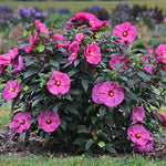 Berry Awesome Rose Mallow