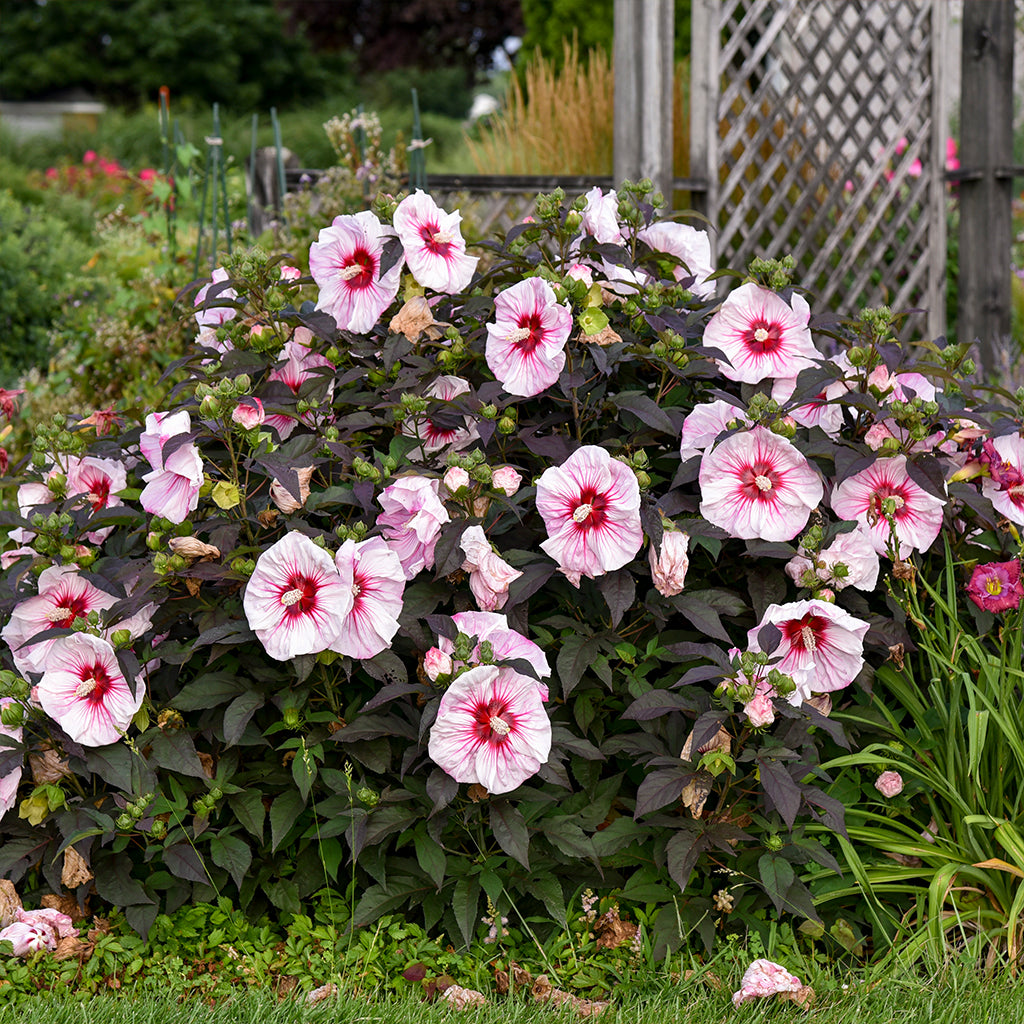 Cherry Choco Latte Rose Mallow