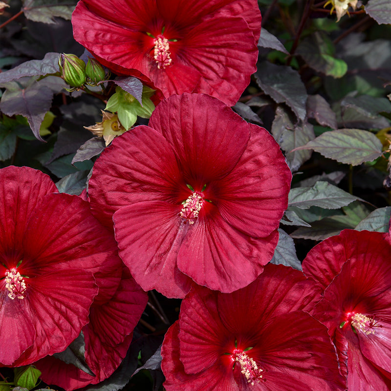Holy Grail Rose Mallow