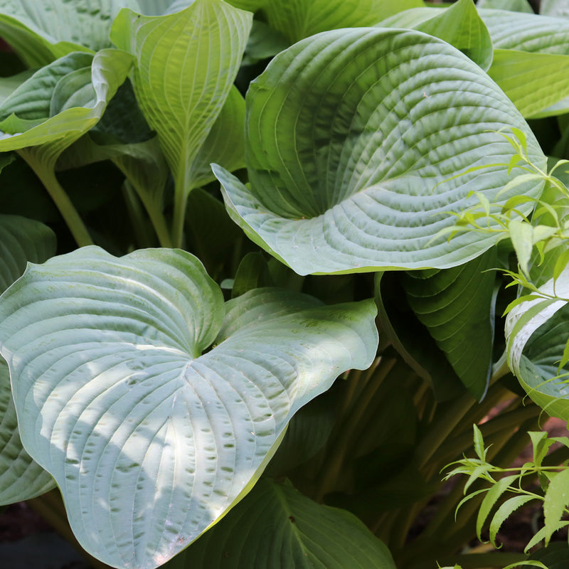 Empress Wu Hosta
