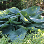 Empress Wu Hosta