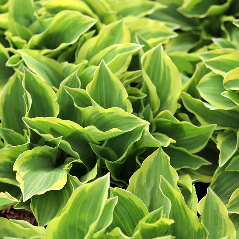 Golden Tiara Hosta