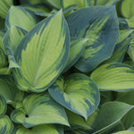June Hosta