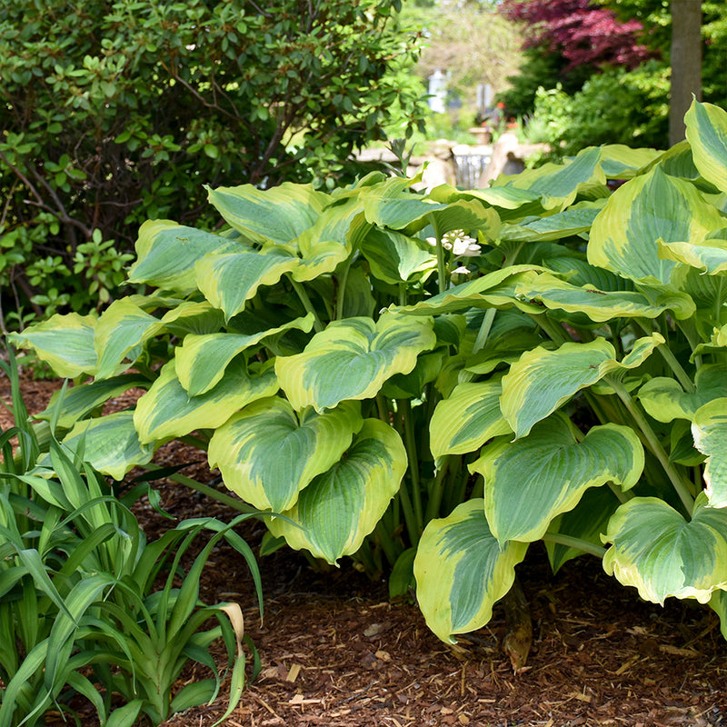 Seducer Hosta