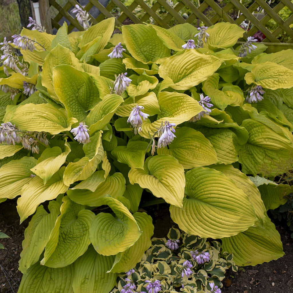 Coast to Coast Hosta Ray Wiegand's Nursery & Garden Center