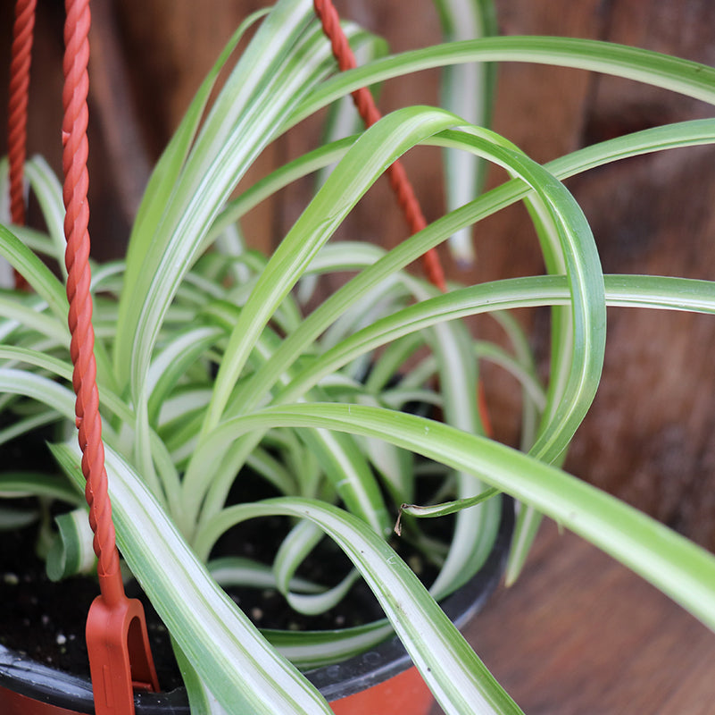 hb spider plant Spider Plant Hanging Basket – Ray Wiegand's Nursery & Garden Center