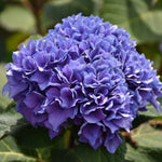 Let's Dance Rhythmic Blue Hydrangea