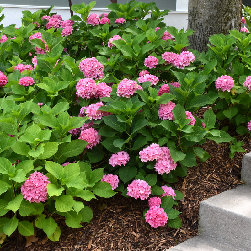 Let's Dance Rhythmic Blue Hydrangea