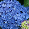 Let's Dance Rhythmic Blue Hydrangea