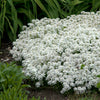 Snowflake Evergreen Candytuft