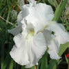 Immortality German Bearded Iris