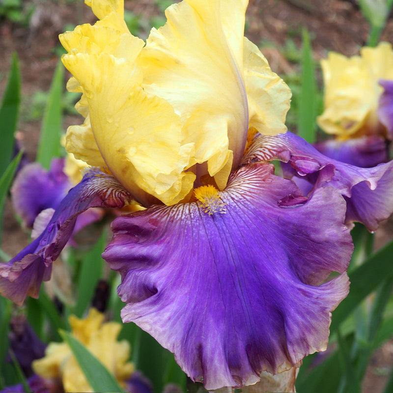 Jurassic Park German Bearded Iris