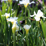 White Swirl Siberian Iris