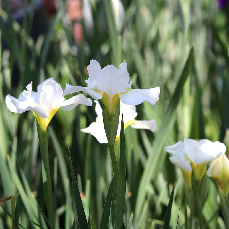 White Swirl Siberian Iris
