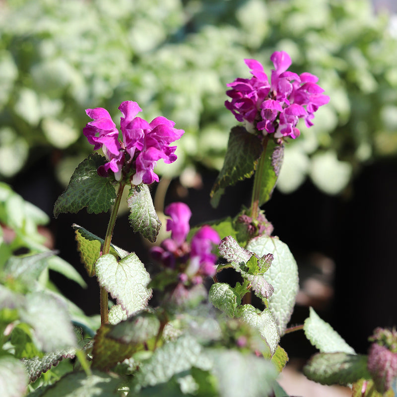 Purple Dragon Dead Nettle