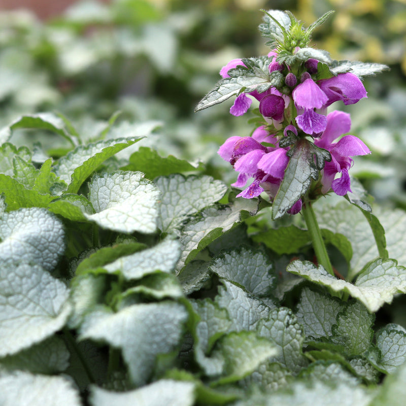 Purple Dragon Dead Nettle