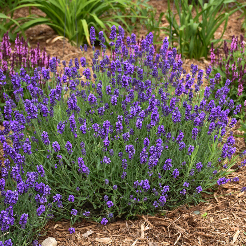 Sweet Romance Lavender
