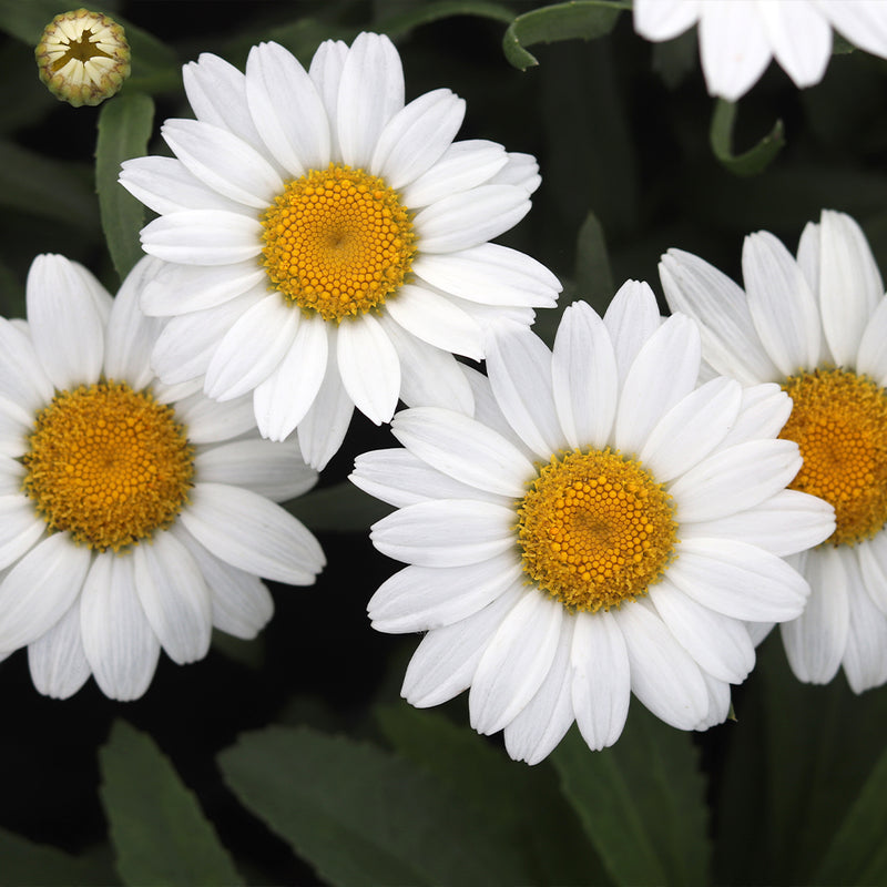 Snowcap Shasta Daisy