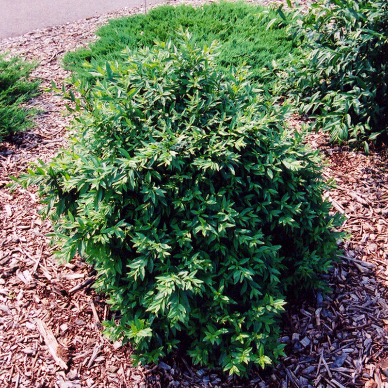 Lodense Privet