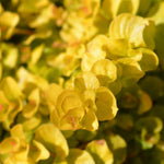 Golden Creeping Jenny