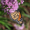 Monarch Butterfly for Release - September 9th