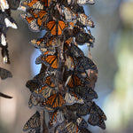 Monarch Butterfly for Release - September 9th