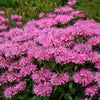 Bubblegum Blast Bee Balm