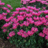 Electric Neon Pink Bee Balm